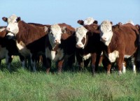 Productos Zoosanitarios y Material Veterinario