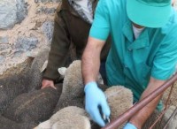 Servicios veterinarios